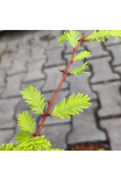 Metasequoia ’All Bronze’полив